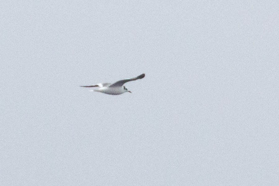 Black-legged Kittiwake - ML200167011