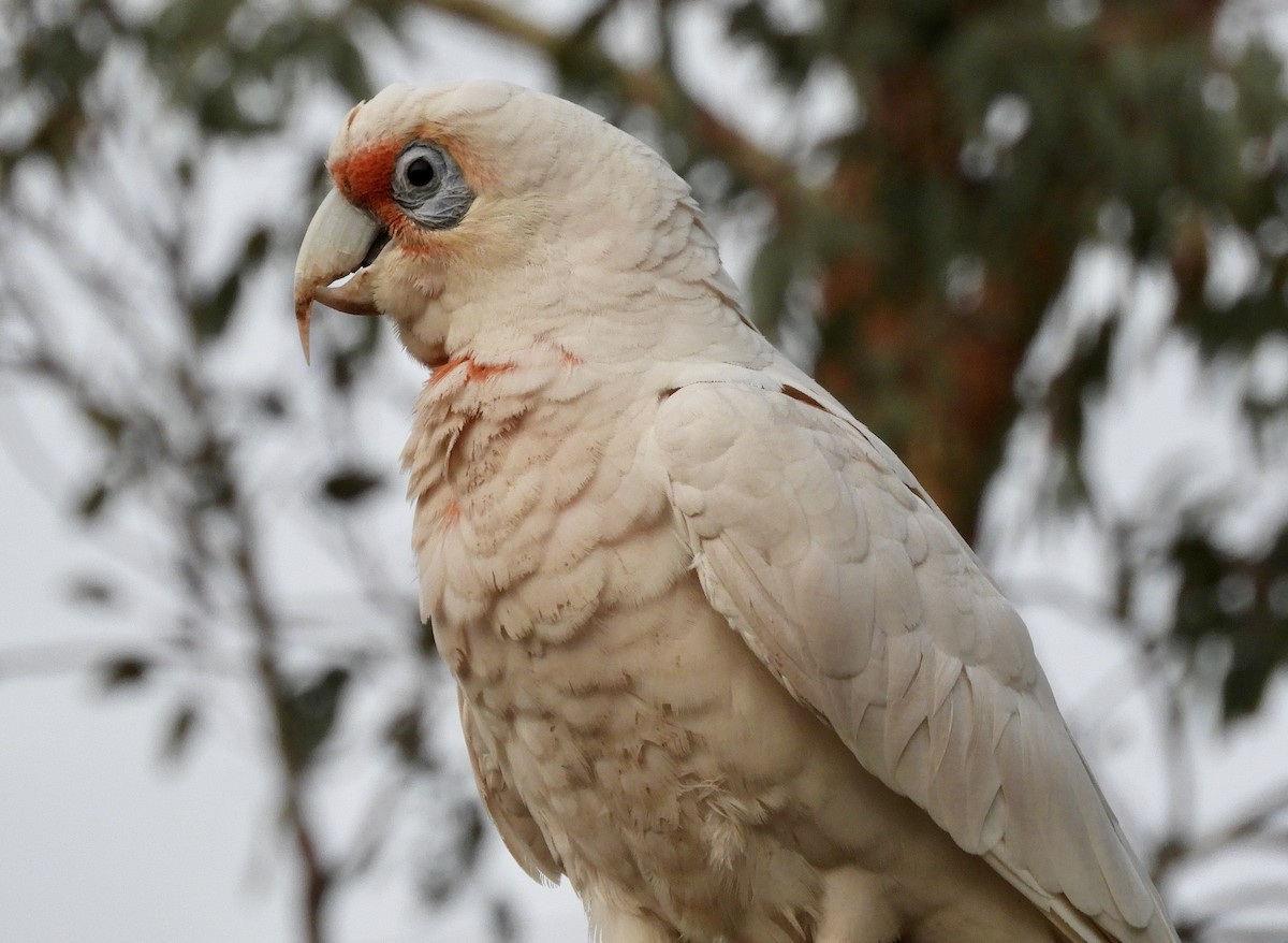 Long-billed Corella - ML200167071