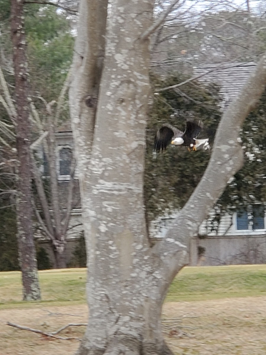 Bald Eagle - ML200167211