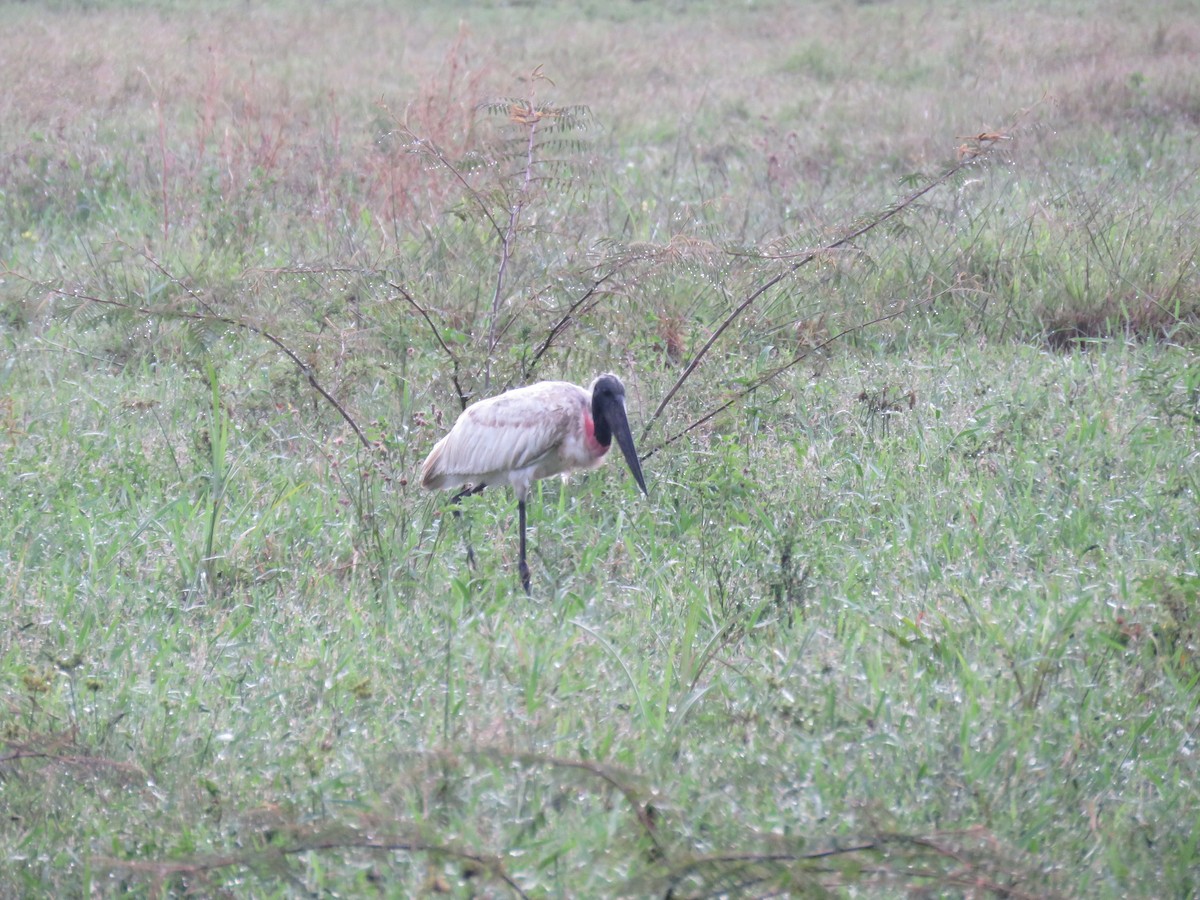 Jabiru - ML200169311