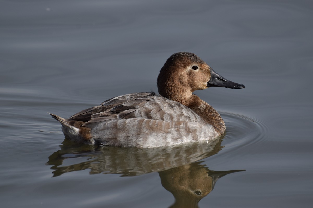 Canvasback - Ben  Sonnenberg