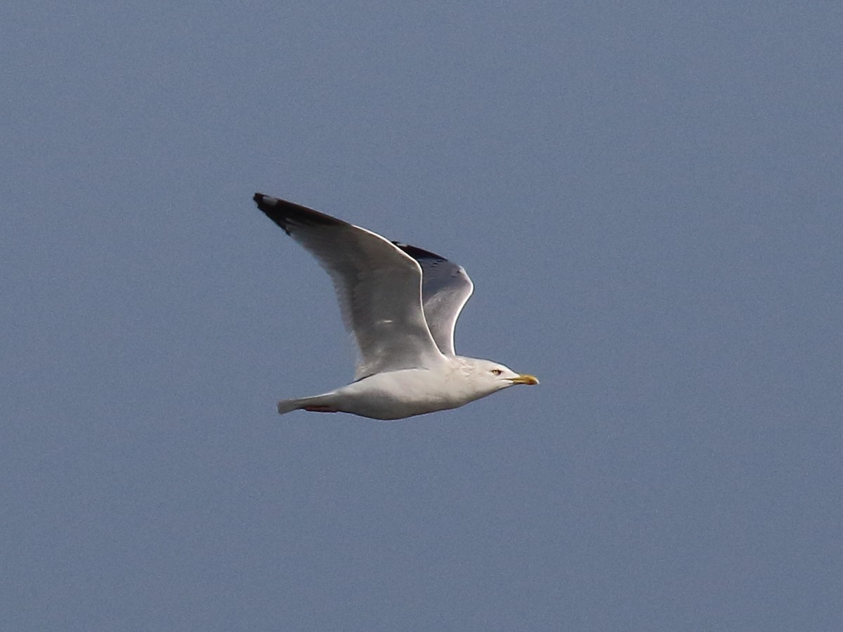 Herring Gull - Doug Beach