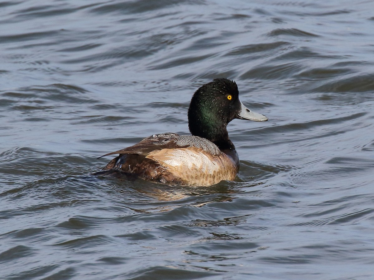 Greater Scaup - Doug Beach