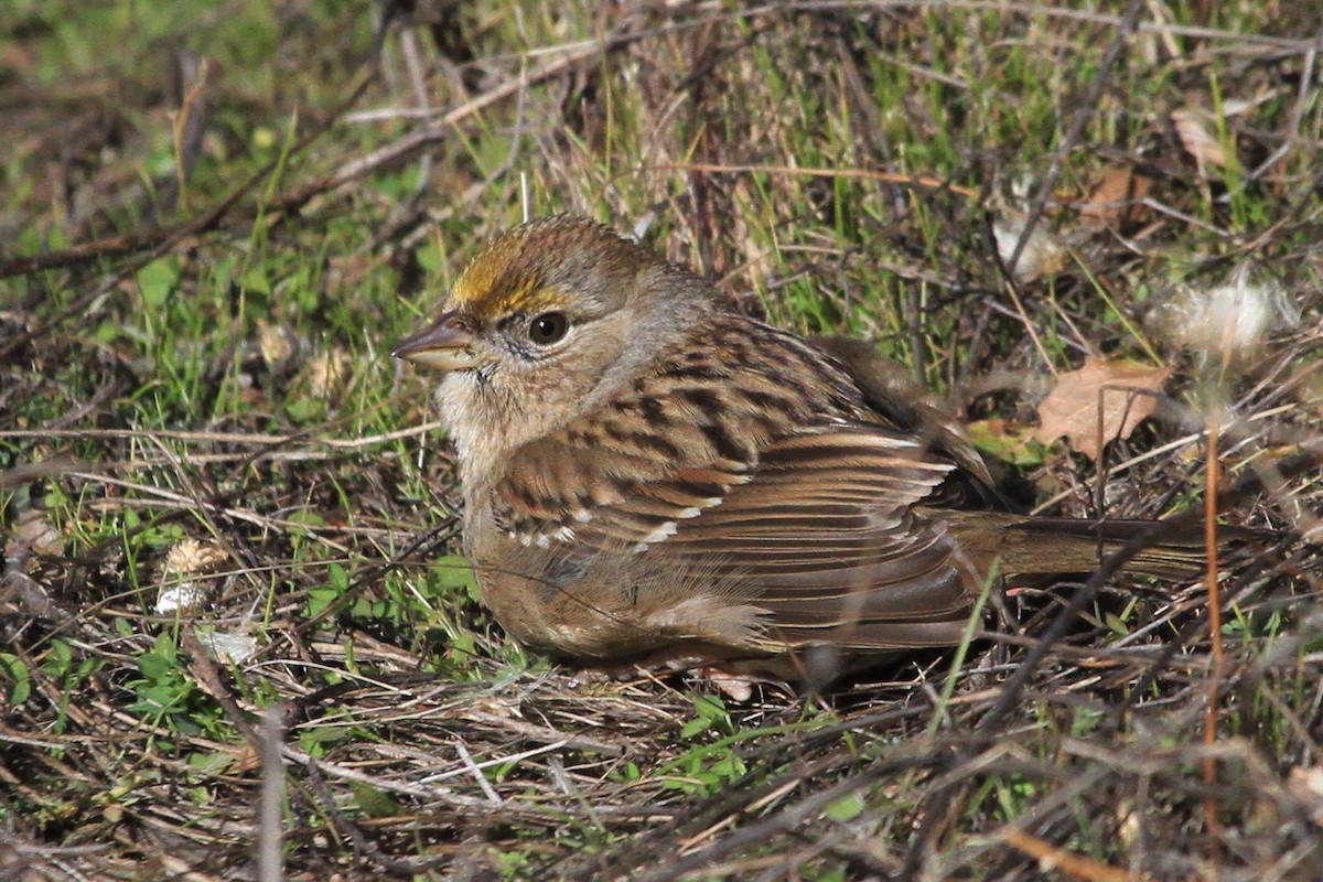 Golden-crowned Sparrow - ML200174981
