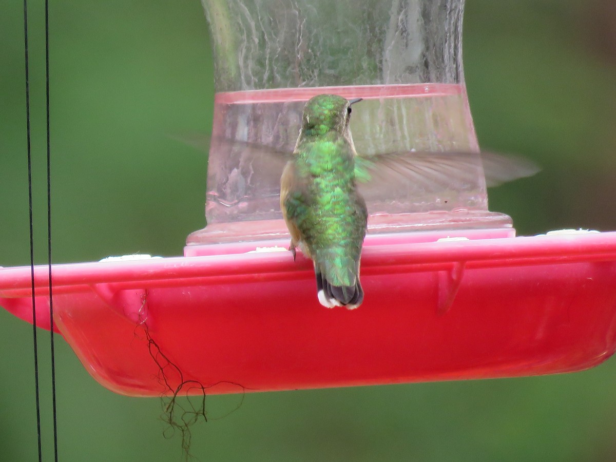 Calliope Hummingbird - ML200175451