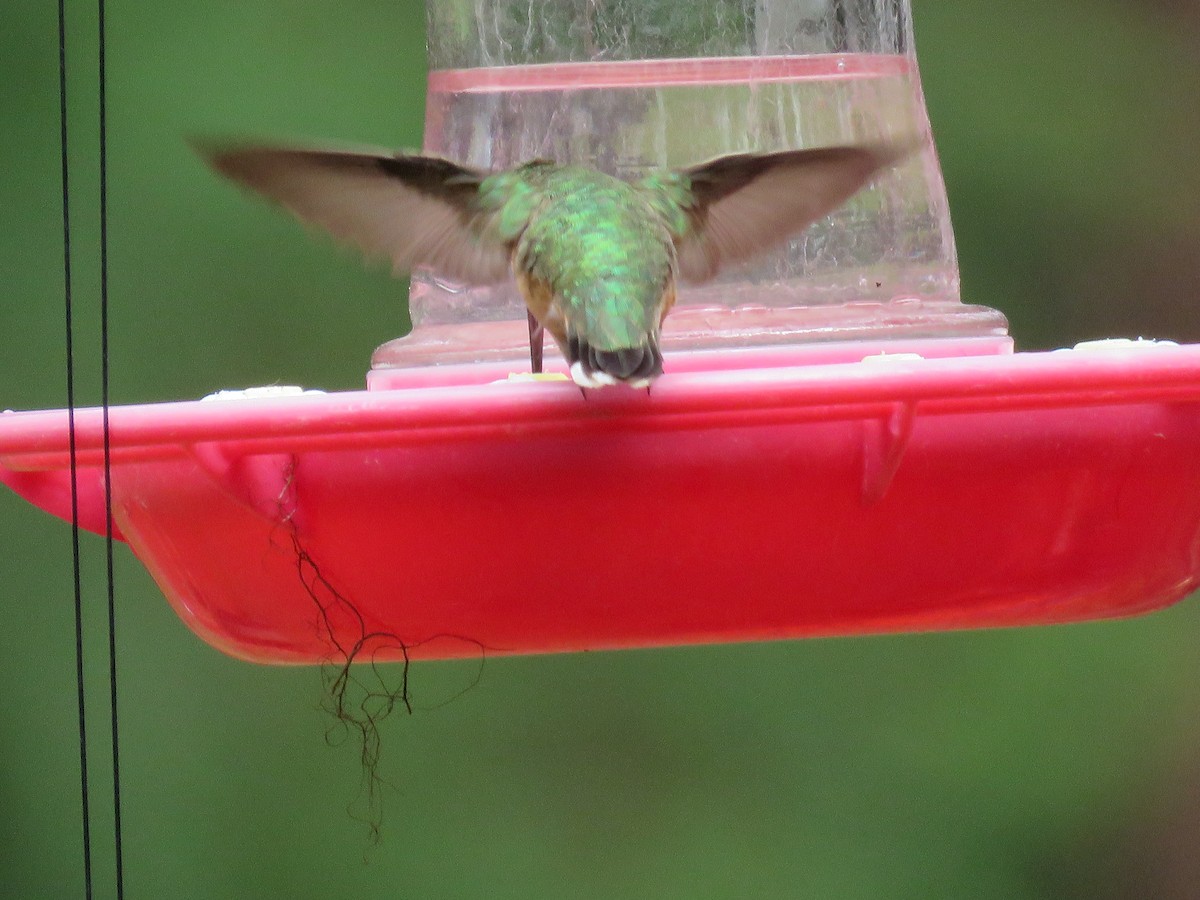 Calliope Hummingbird - ML200175501
