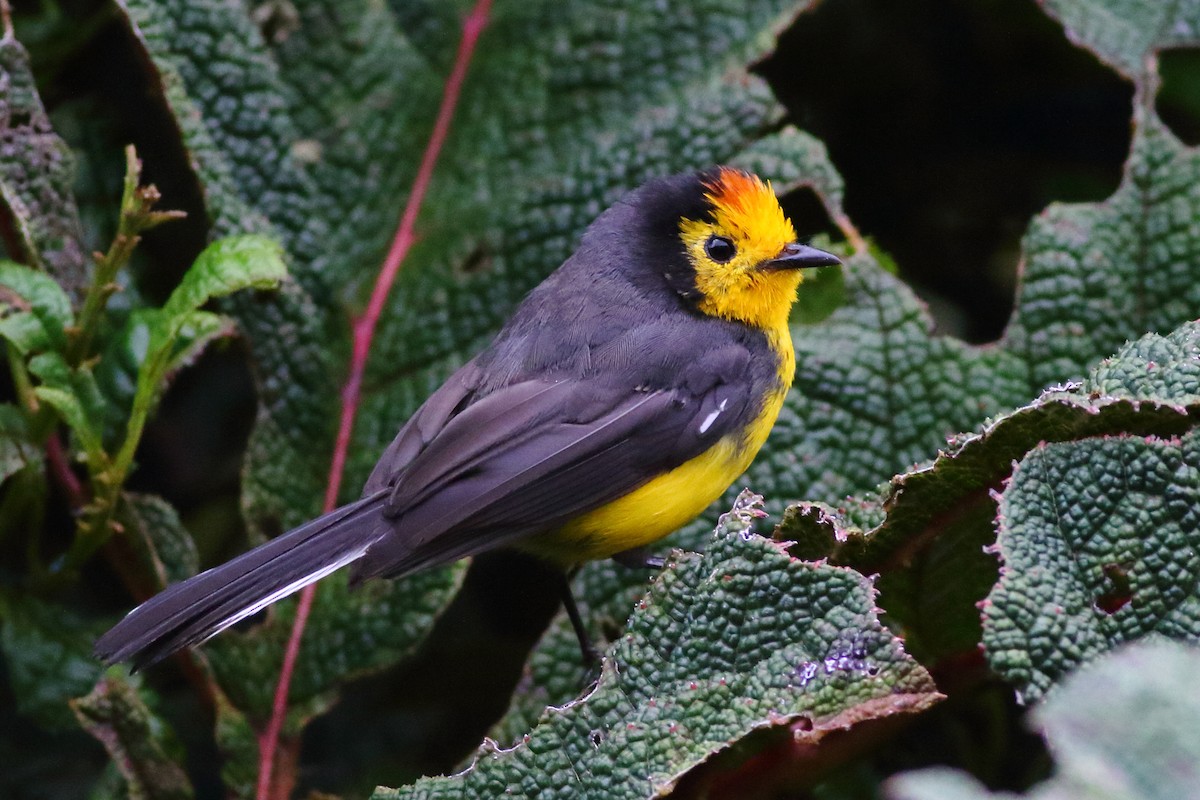 Golden-fronted x Spectacled Redstart (hybrid) - Sean Williams