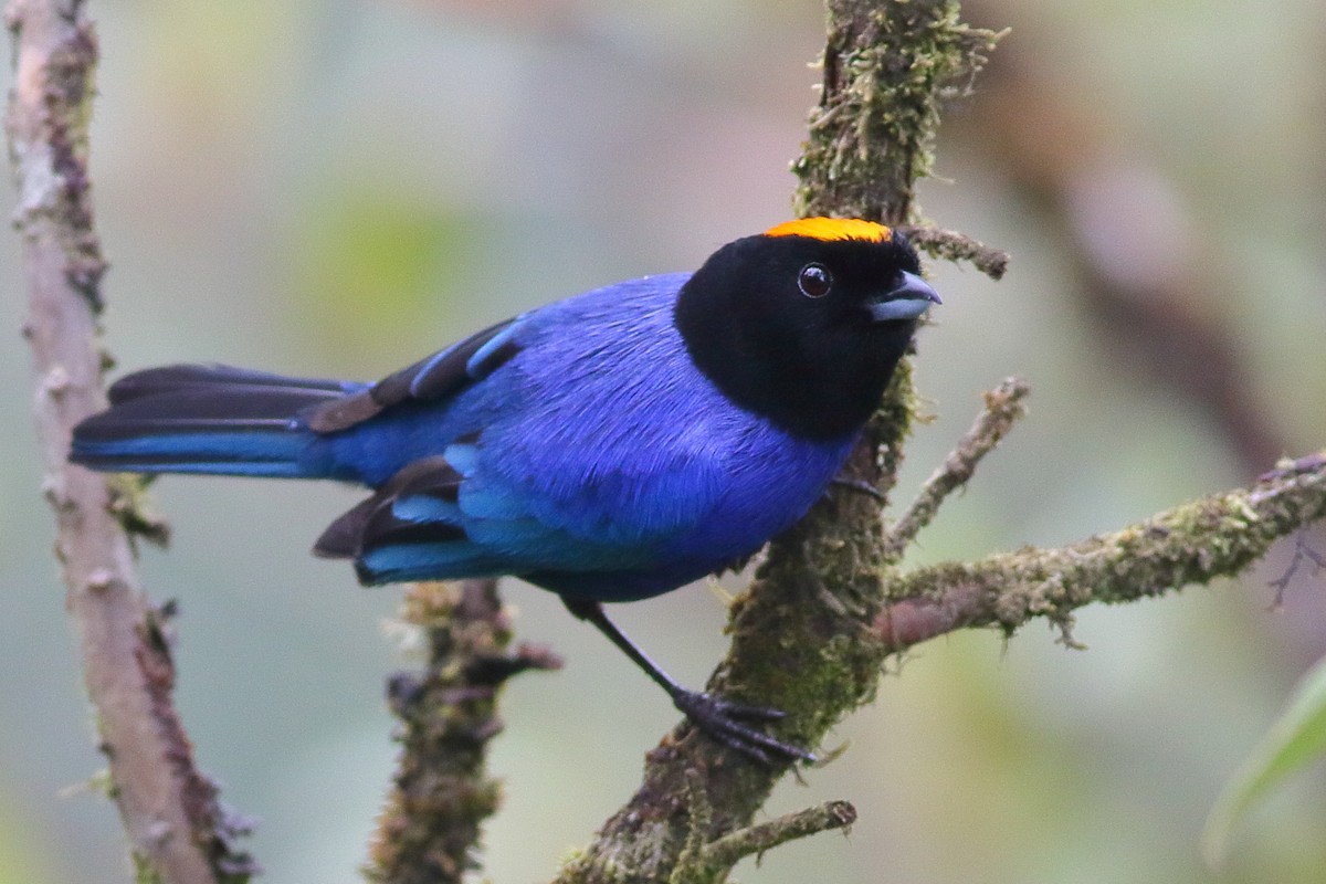 Golden-crowned Tanager - ML200177451