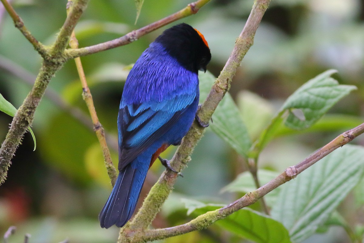 Golden-crowned Tanager - ML200177511