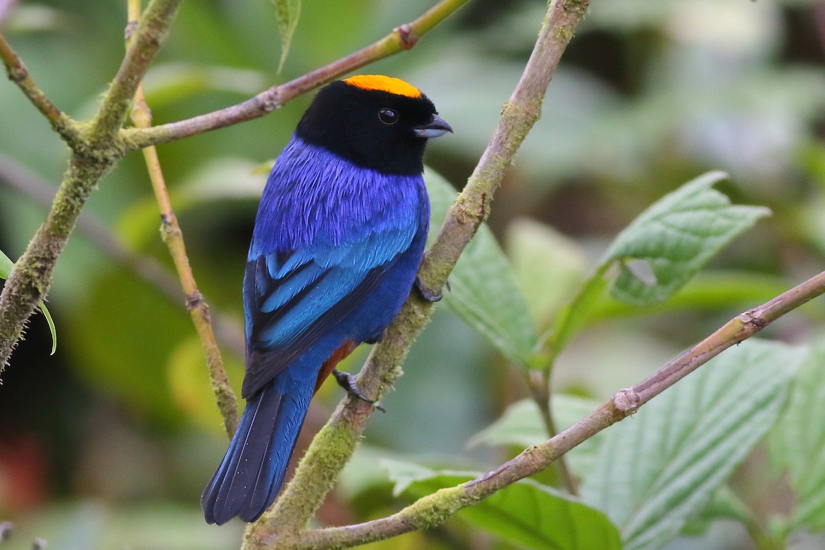 Golden-crowned Tanager - ML200177521