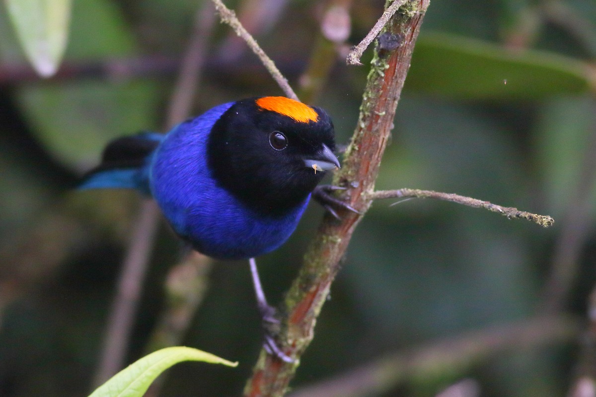 Golden-crowned Tanager - ML200177621