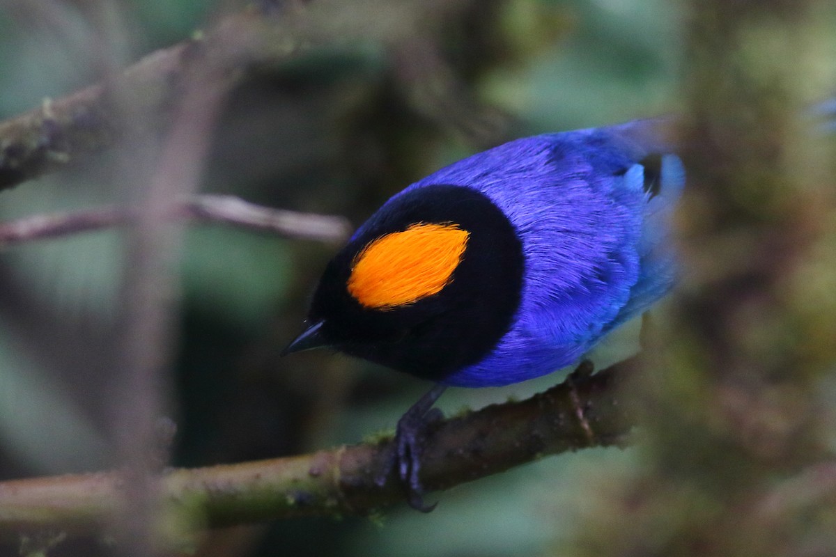 Golden-crowned Tanager - ML200177731