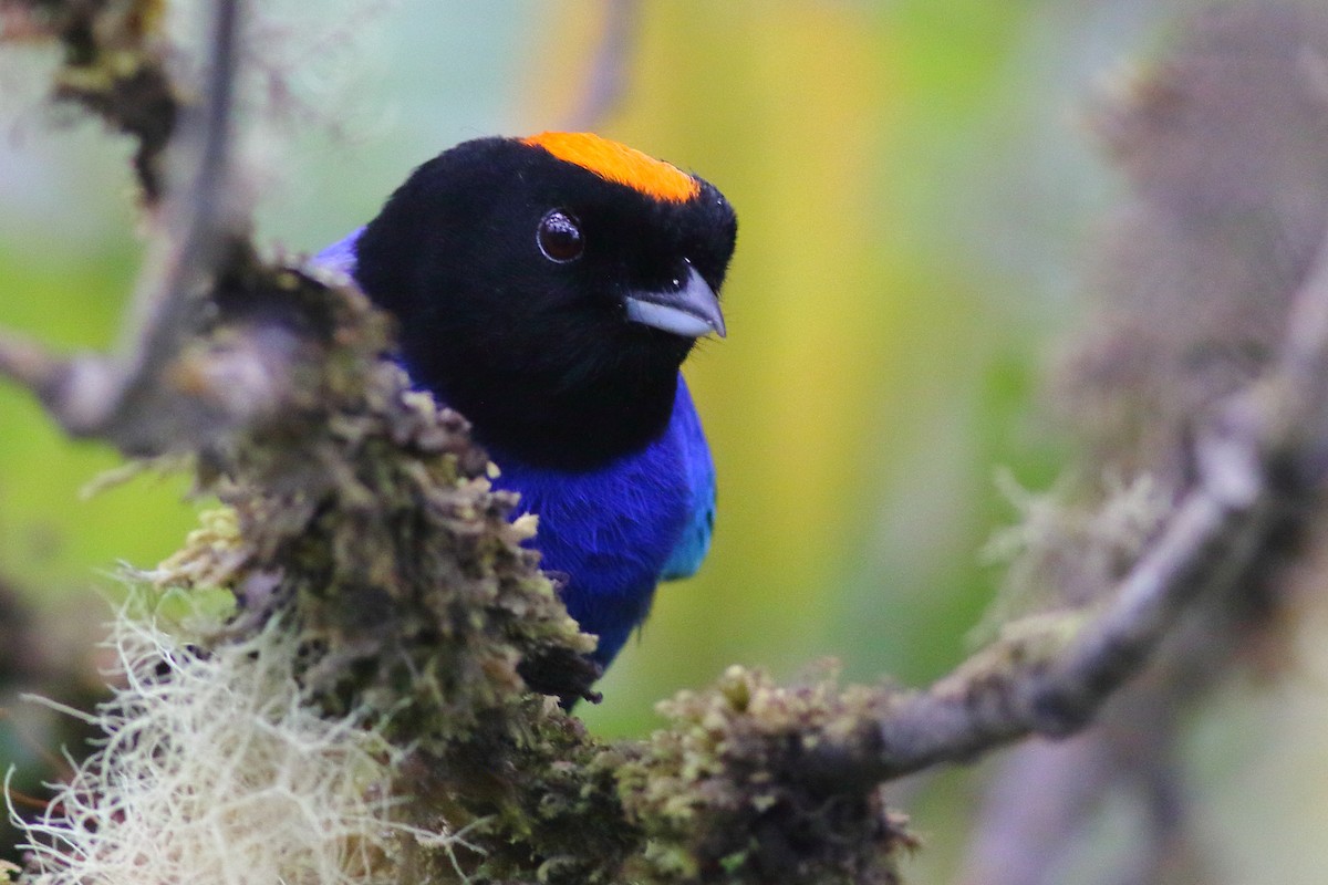 Golden-crowned Tanager - ML200177751
