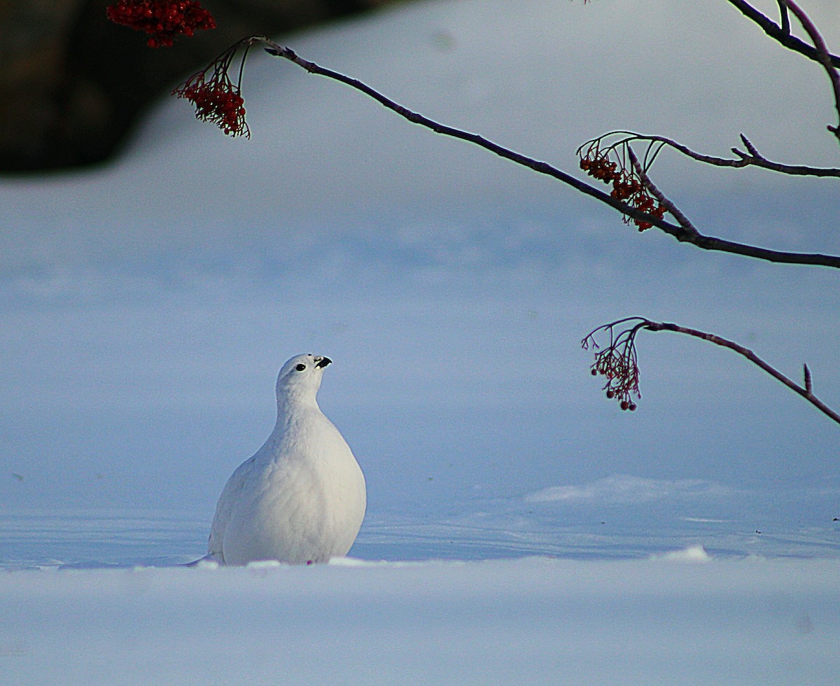 Willow Ptarmigan - ML200177941