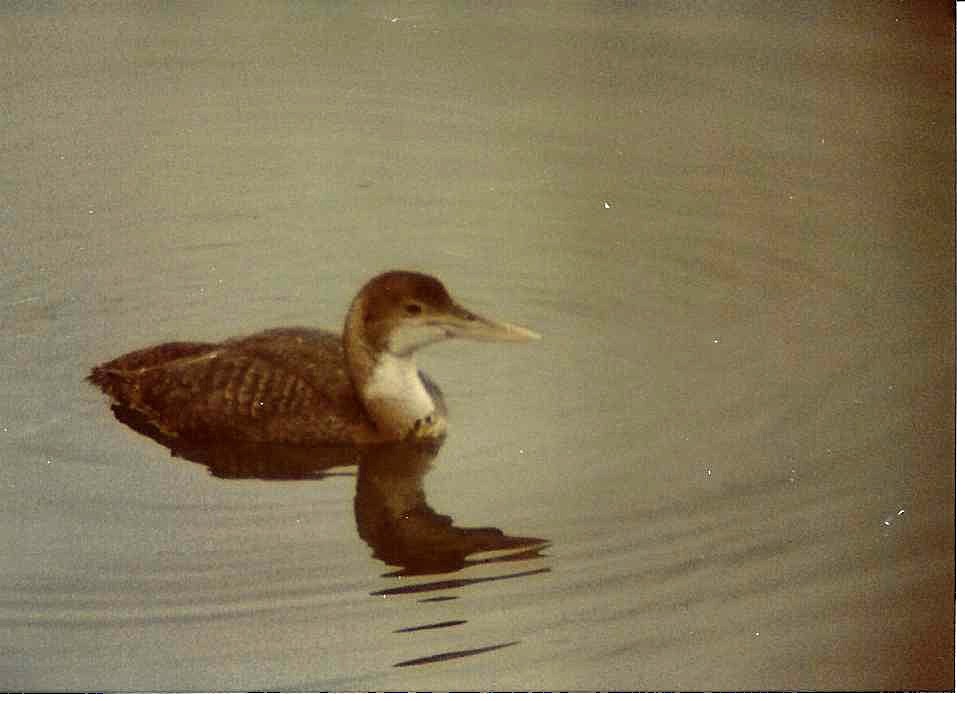 Yellow-billed Loon - Phil Swan