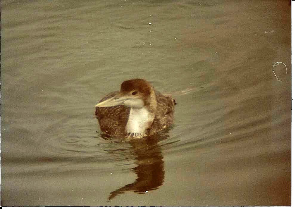 Yellow-billed Loon - Phil Swan