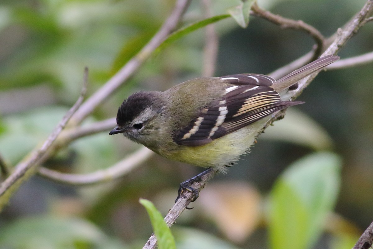 Black-capped Tyrannulet - Sean Williams