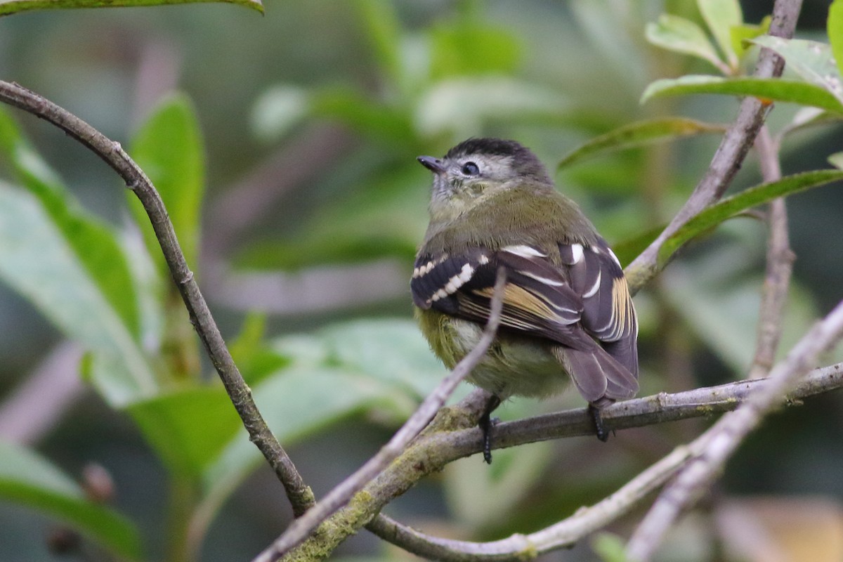 Black-capped Tyrannulet - Sean Williams