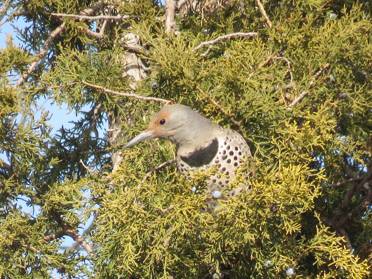 Northern Flicker (Red-shafted) - ML200179401