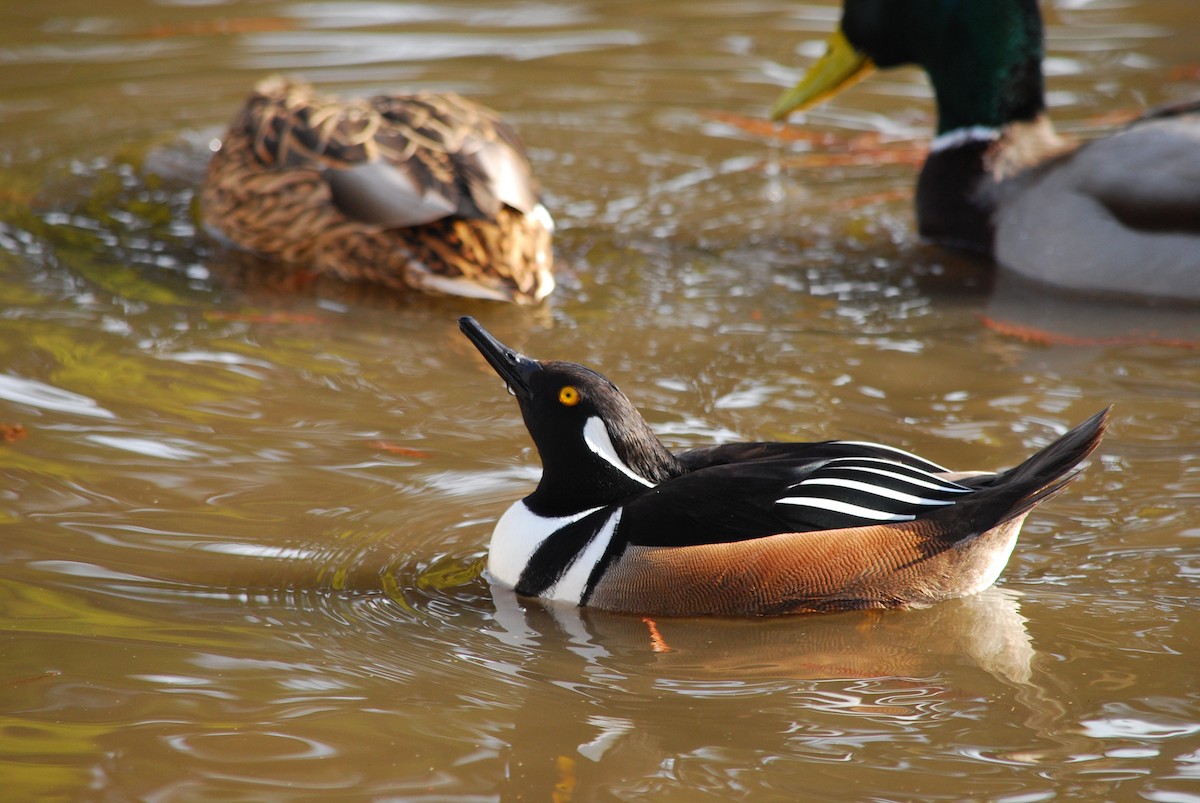 Hooded Merganser - ML200180401