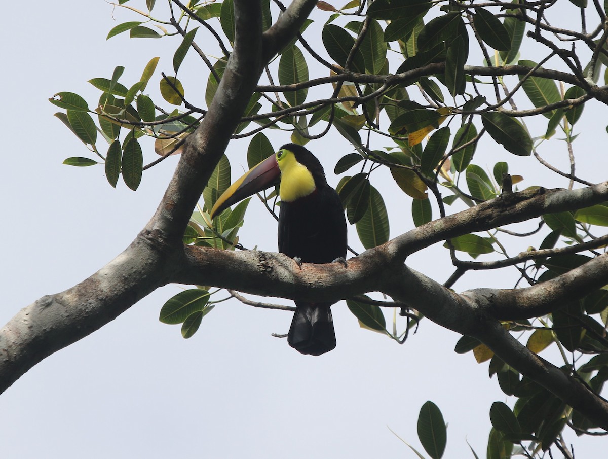 Yellow-throated Toucan (Chestnut-mandibled) - James (Jim) Holmes