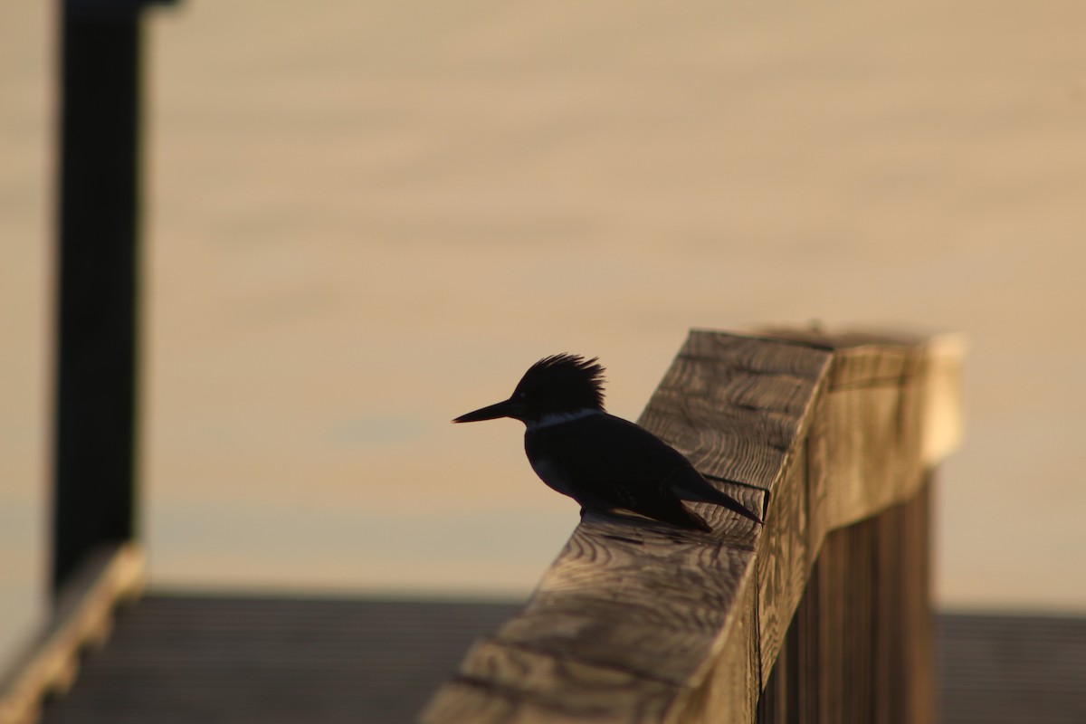 Belted Kingfisher - Alex Hachtman