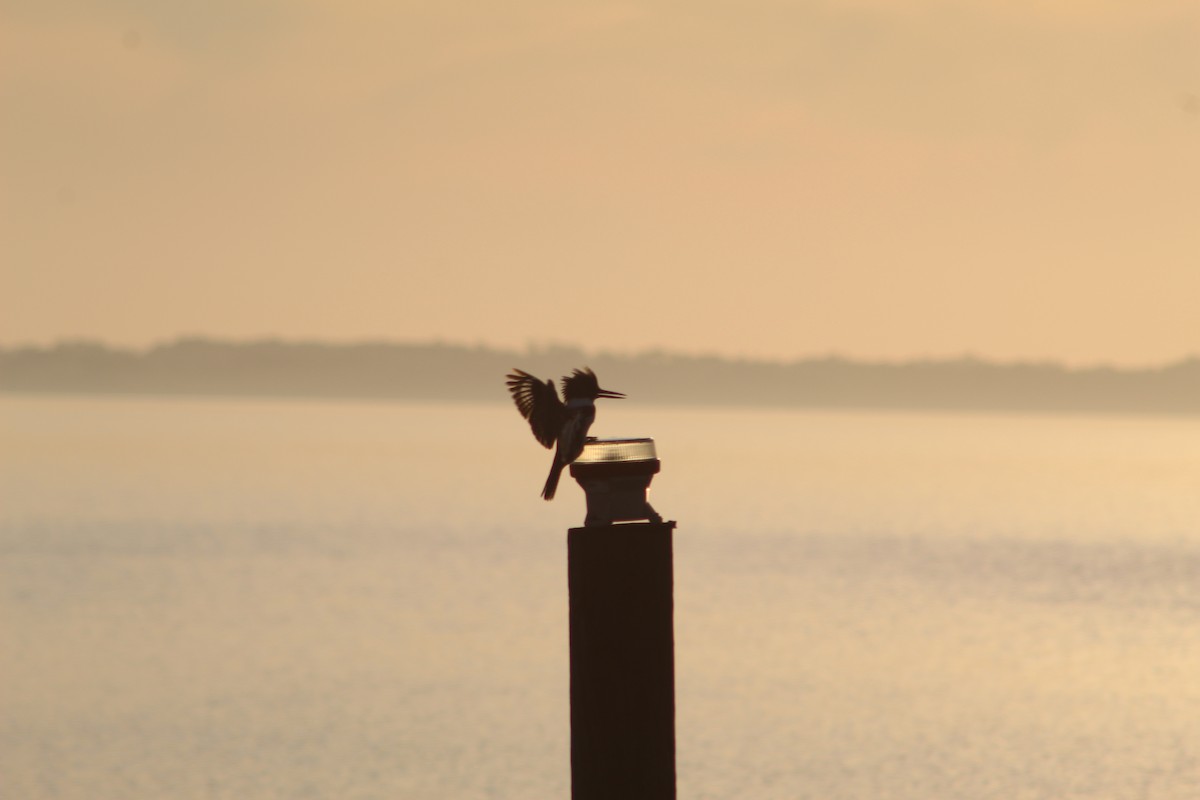 Belted Kingfisher - ML200184191