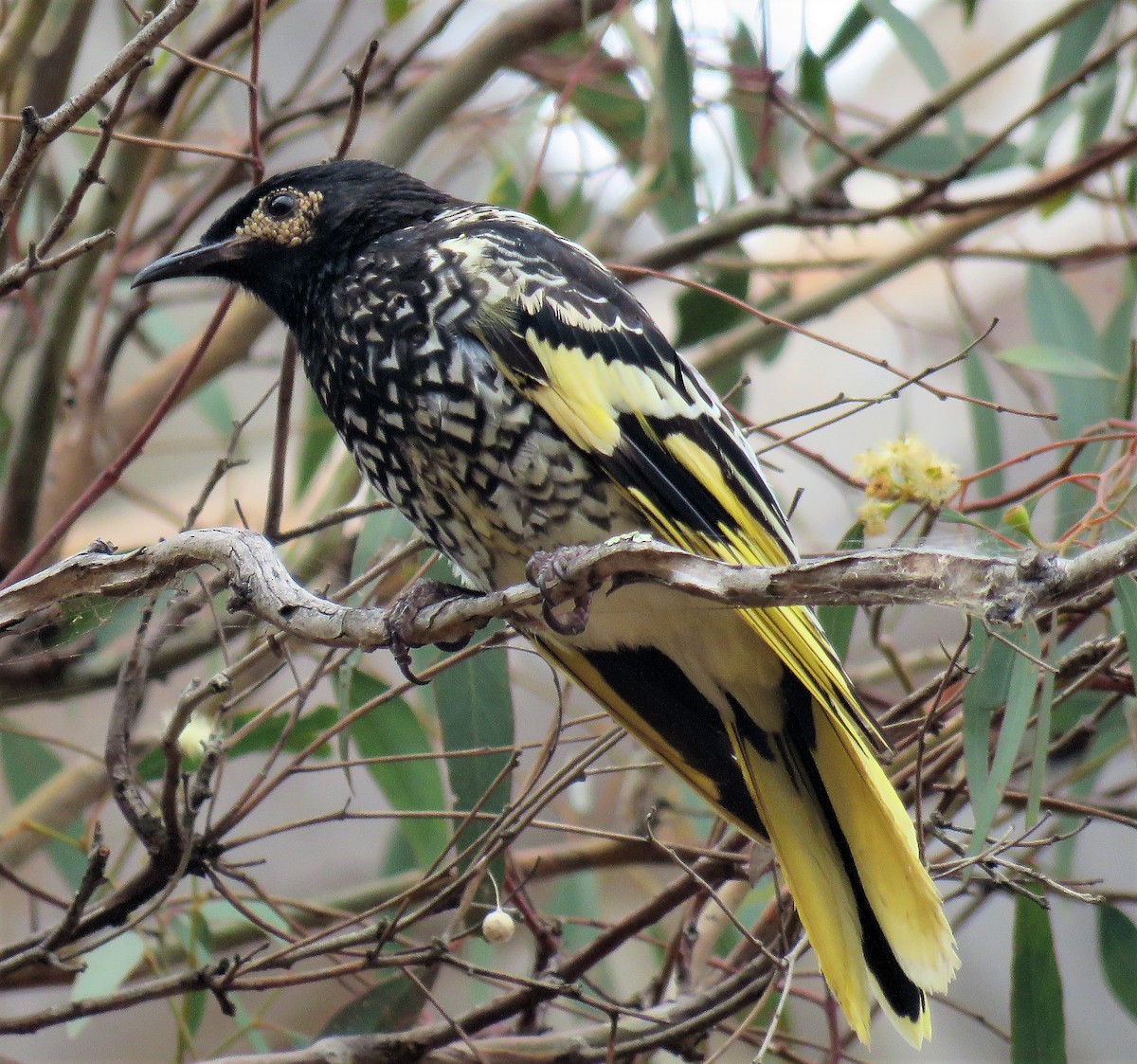 Regent Honeyeater - Ash Allnutt