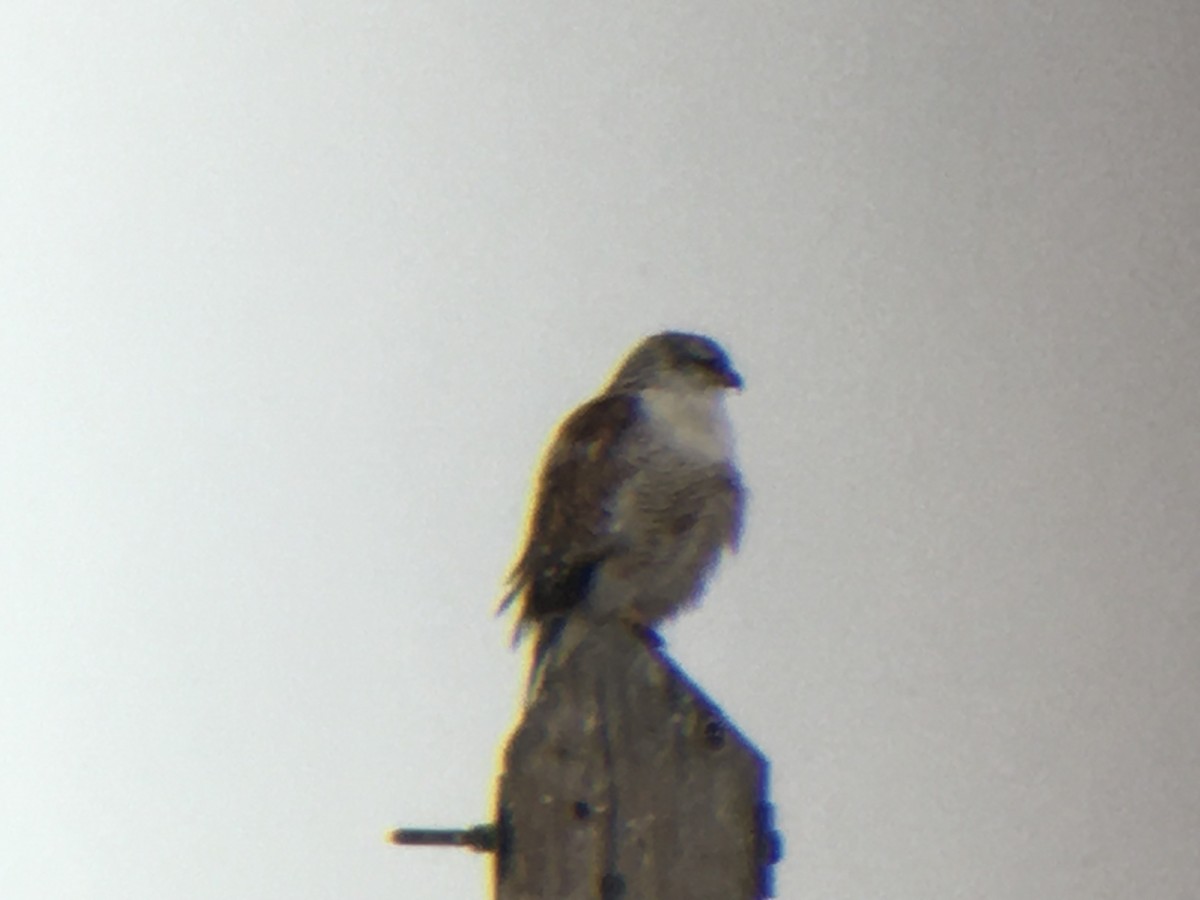 Ferruginous Hawk - ML200187581