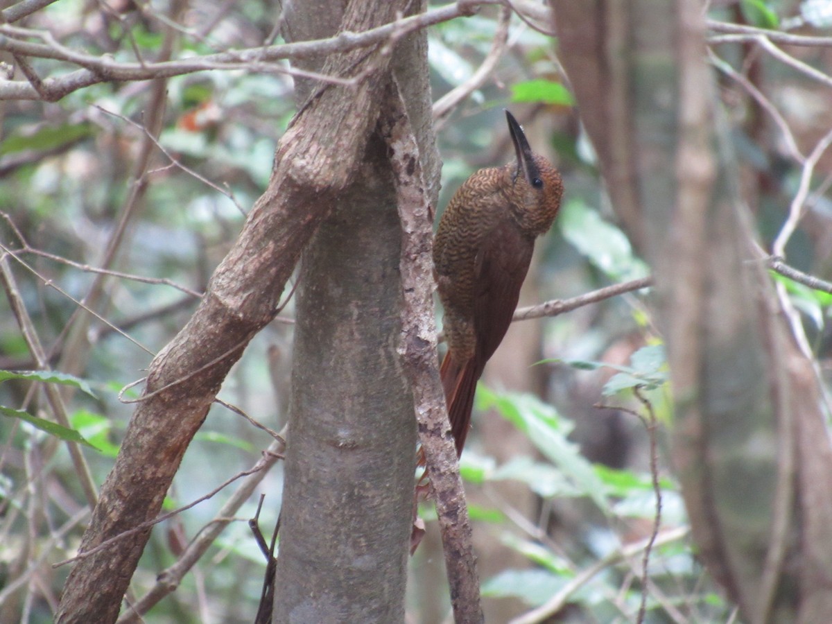 Northern Barred-Woodcreeper - ML200187971