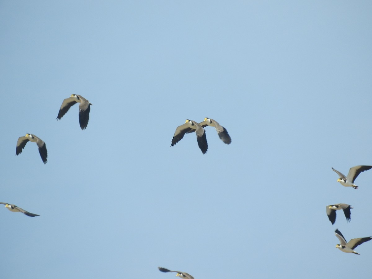 Masked Lapwing - George Vaughan