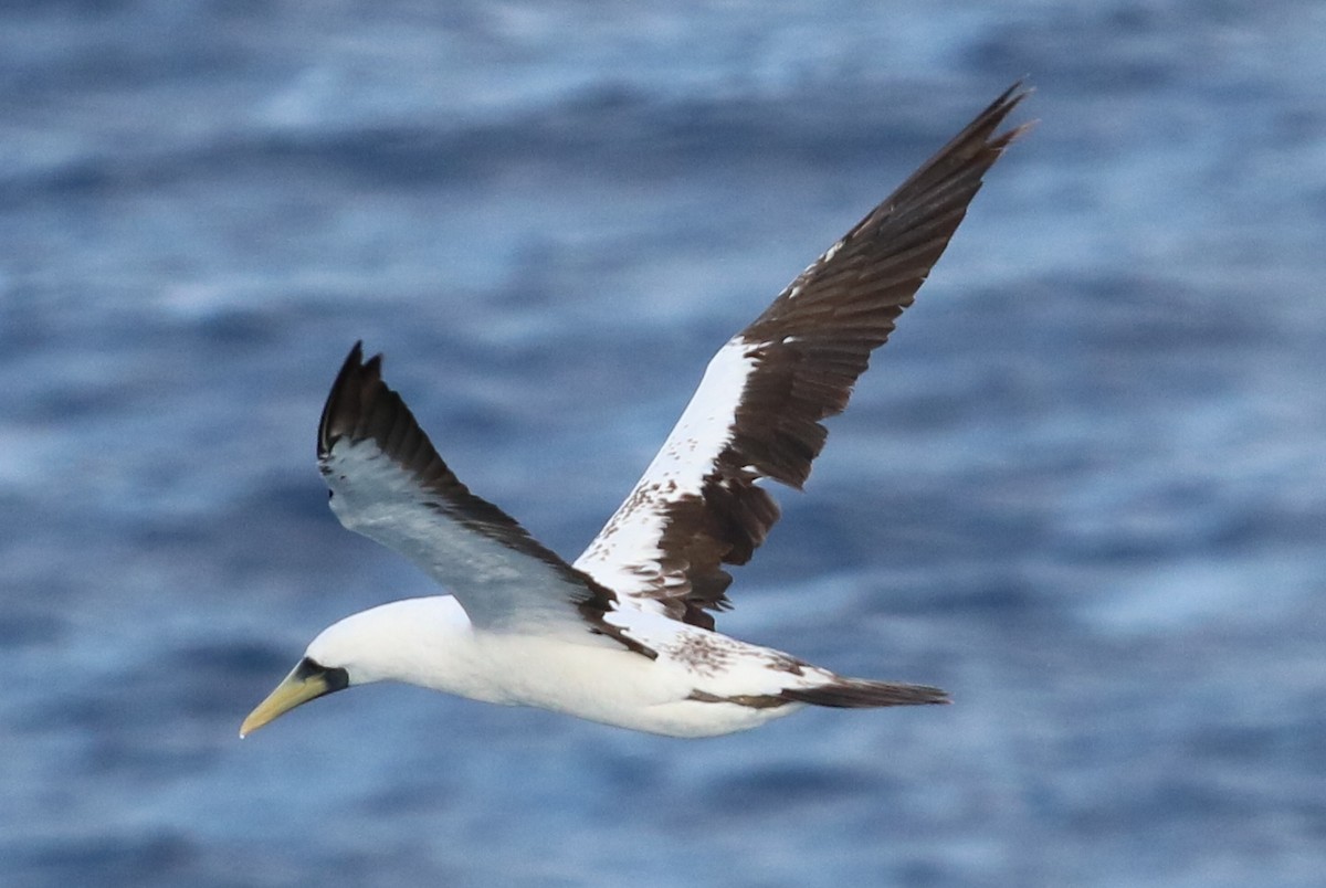 Masked Booby - Mike Farnworth