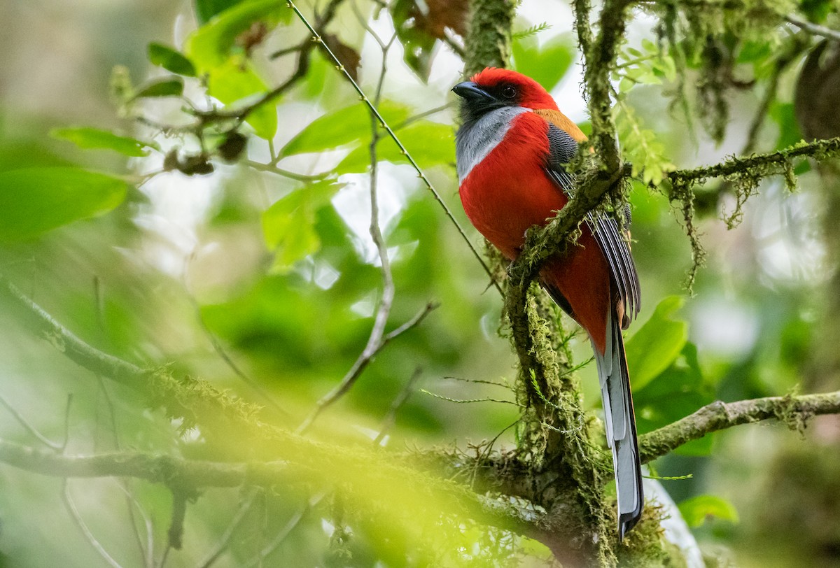 Trogon de Whitehead - ML200195571