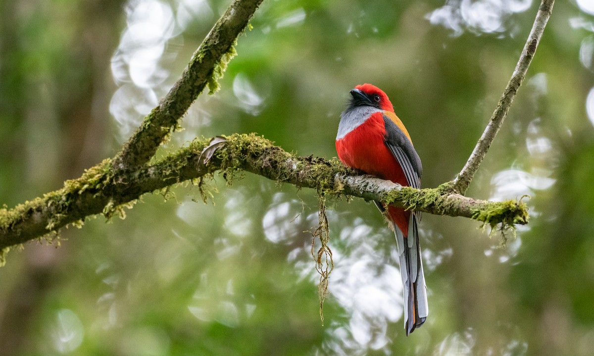 Graubrusttrogon - ML200195581