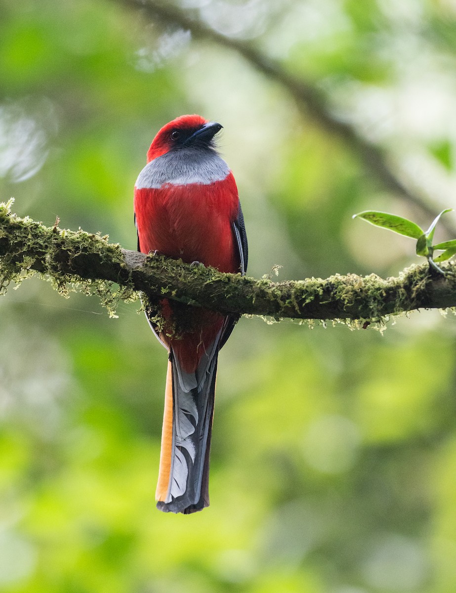 Whitehead's Trogon - ML200195751