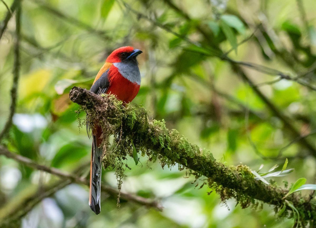 Graubrusttrogon - ML200195761