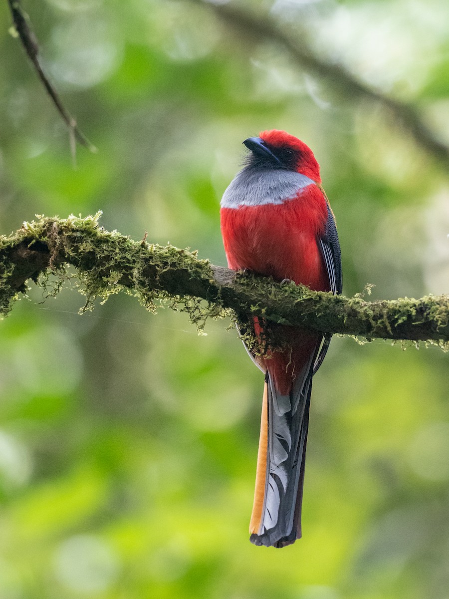 Whitehead's Trogon - ML200195771