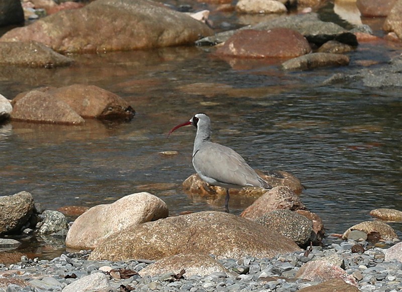 Bec-d'ibis tibétain - ML200196901