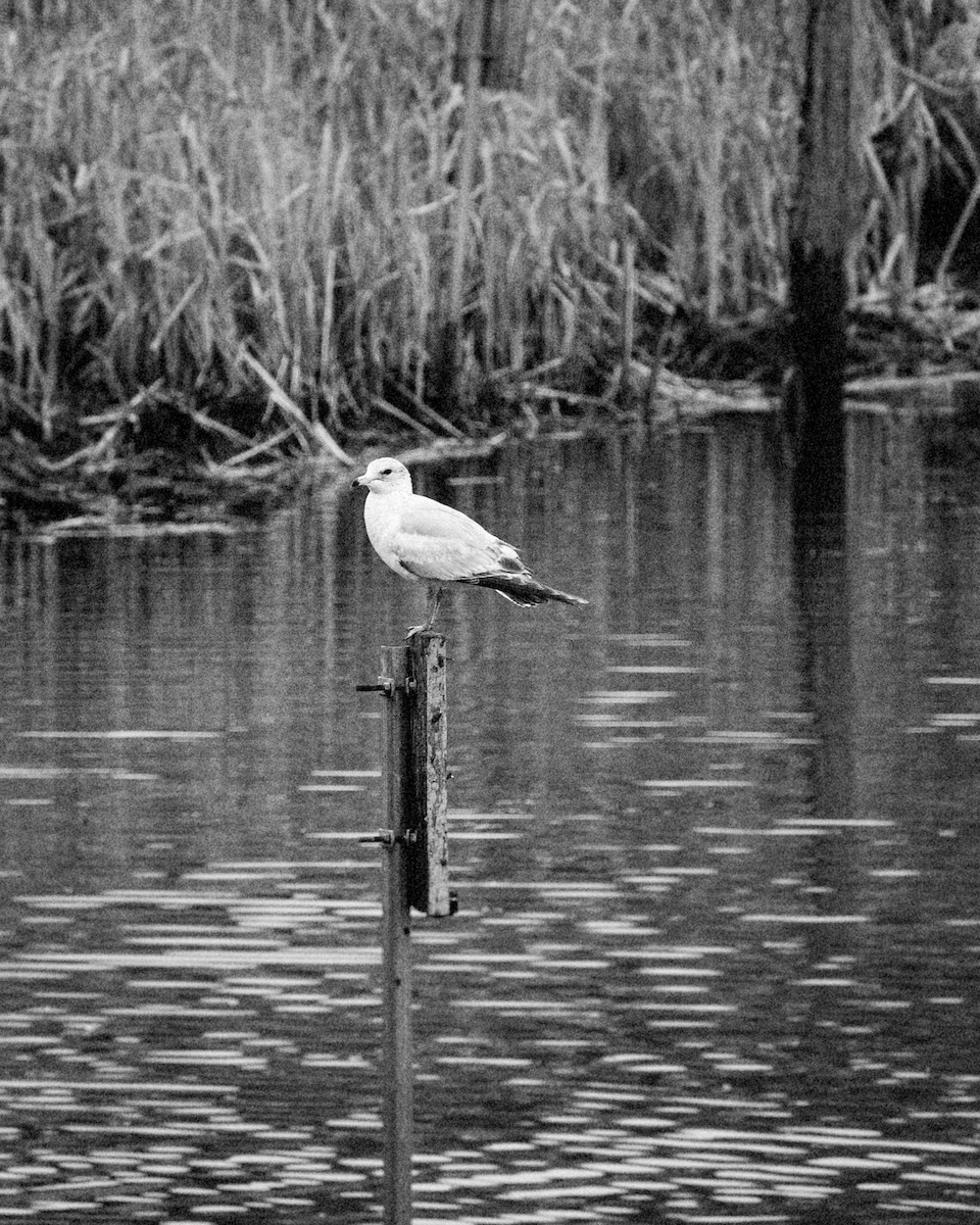 Ring-billed Gull - ML200197421