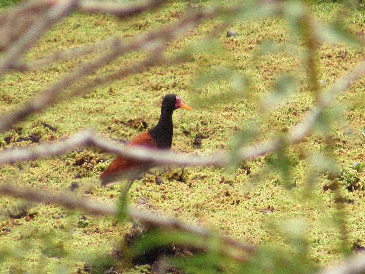 Wattled Jacana - ML200199041