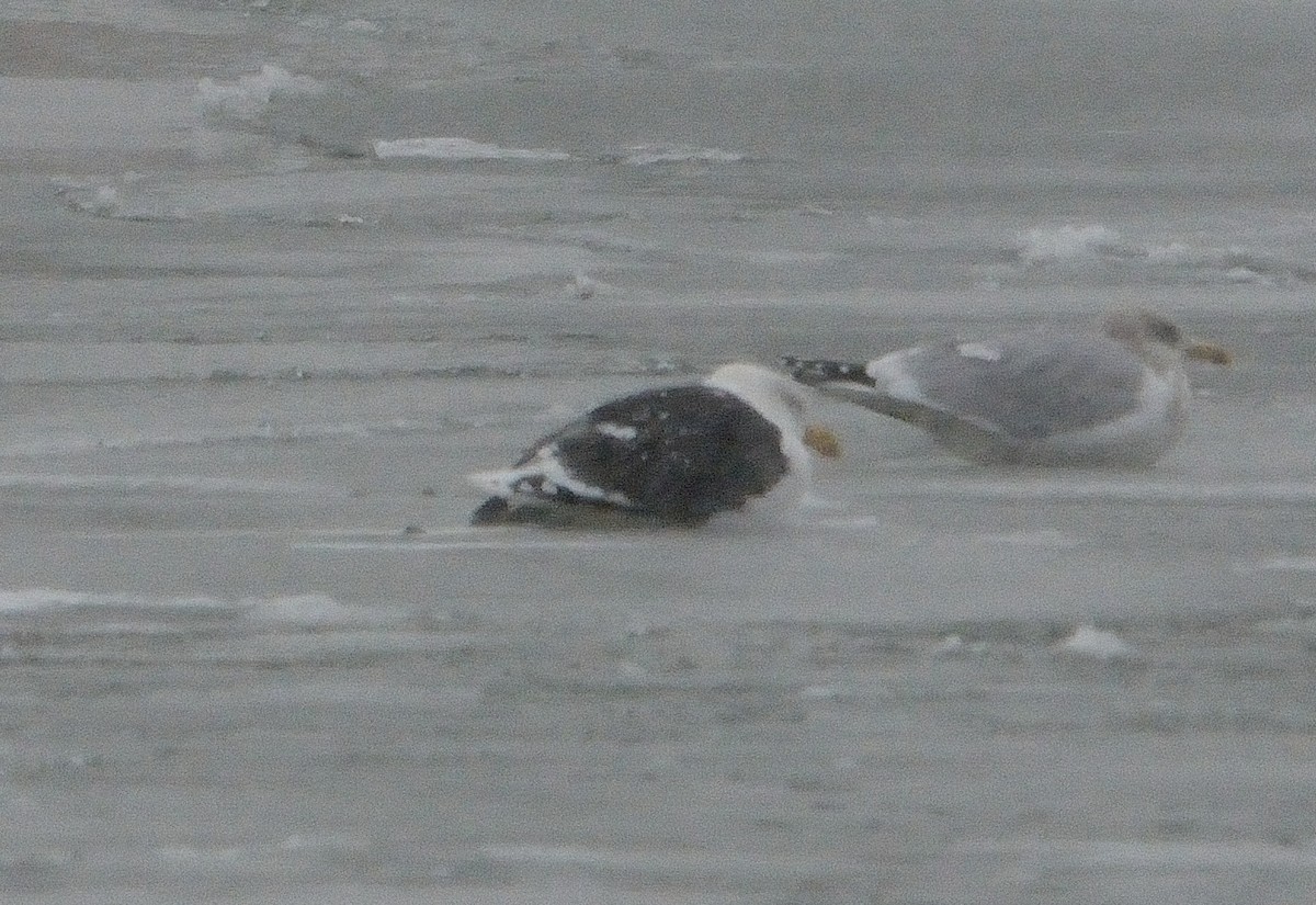 Great Black-backed Gull - ML200199661