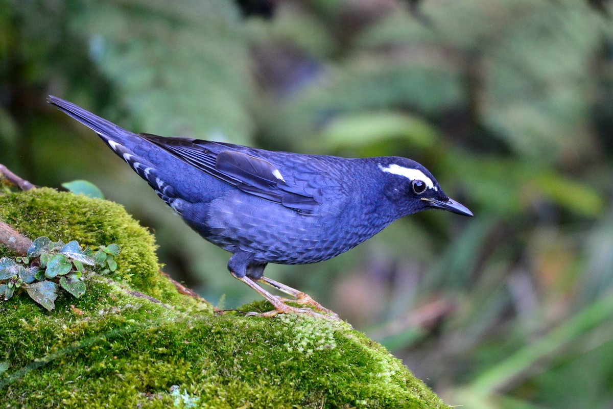Siberian Thrush - ML200199761