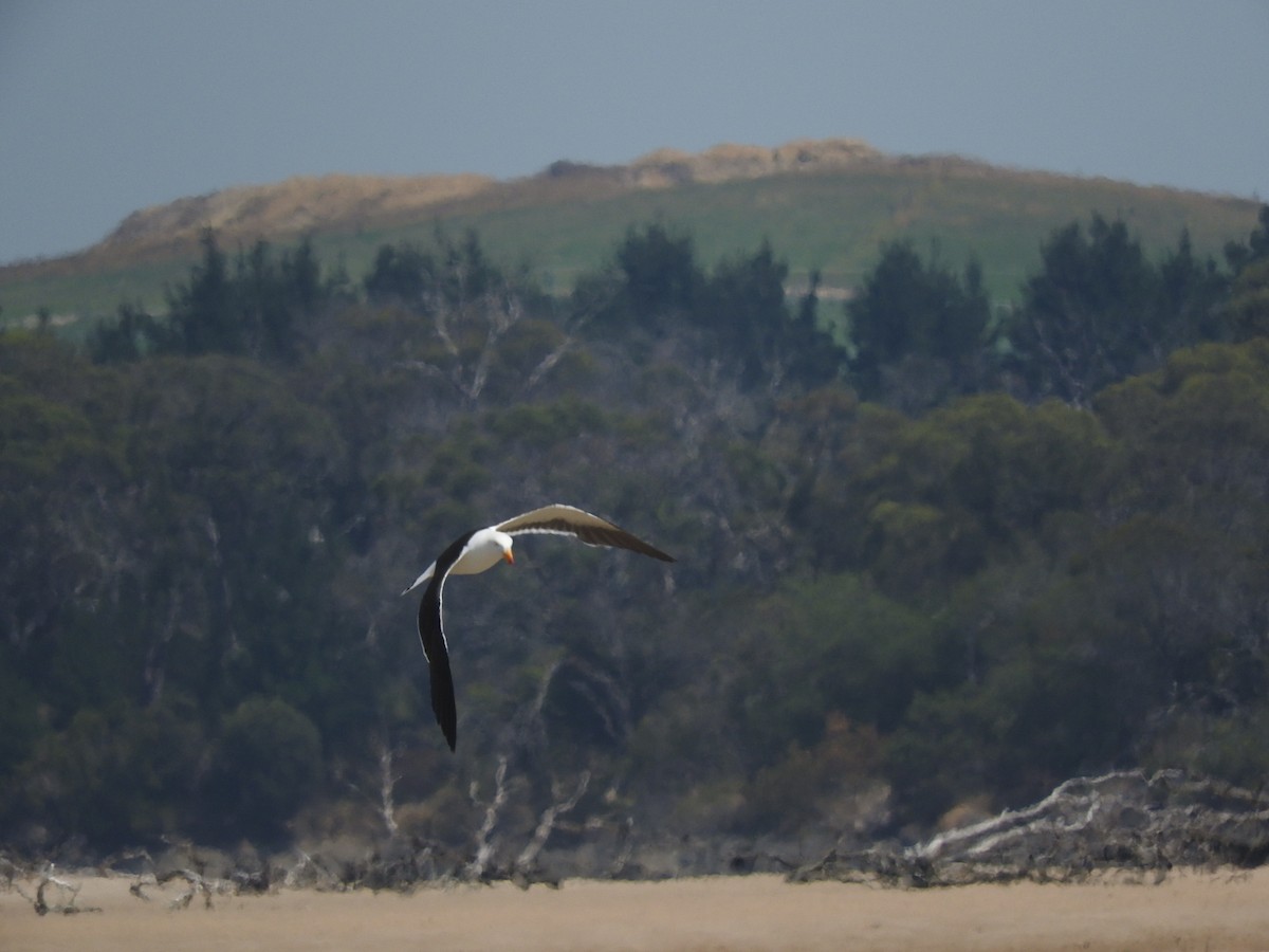 Pacific Gull - ML200200291