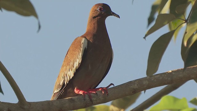 White-winged Dove - ML200204081