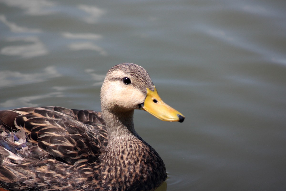 Mottled Duck - ML200204221