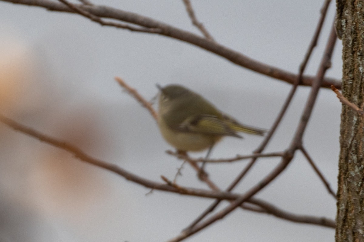 Ruby-crowned Kinglet - ML200205591