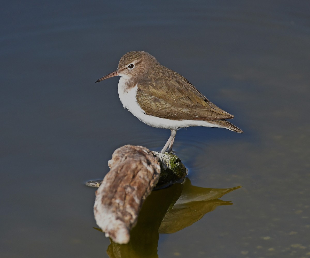 Spotted Sandpiper - Kat Byrd