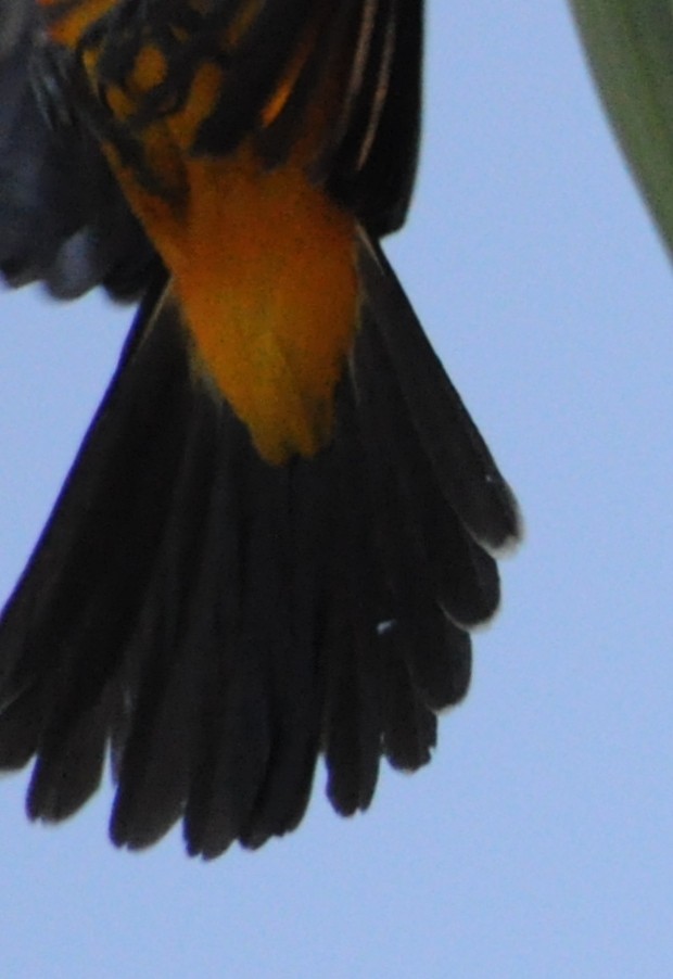 Spot-breasted Oriole - ML200206331