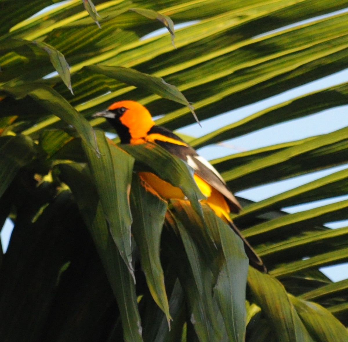 Spot-breasted Oriole - ML200206381