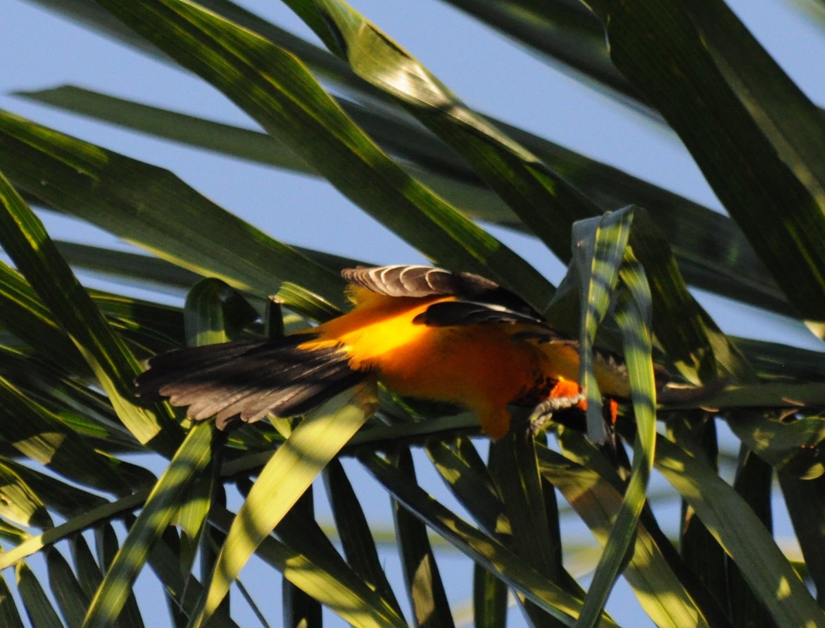 Spot-breasted Oriole - ML200206441